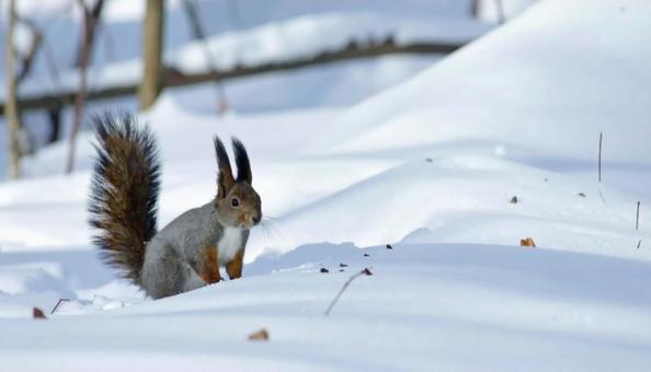 冬の雪の中のエゾリス 北海道 冬の雪の中のエゾリス 北海道の写真