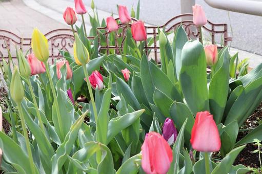チューリップ チューリップ チューリップ,花壇,春の写真素材