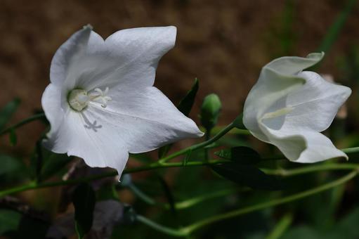 Photo, campanulaceae, flower, bellflower family, 