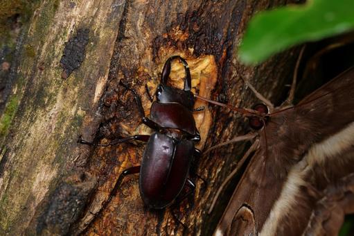 ヤクシマコクワガタ ヤクシマコクワガタ,コクワガタ,クワガタの写真素材