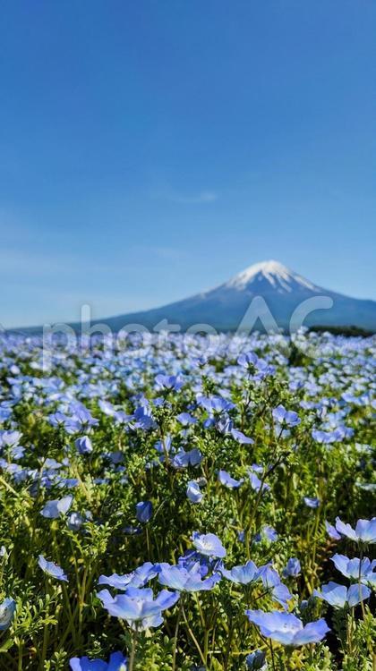 富士山とネモフィラ 富士山,山,ネモフィラの写真素材