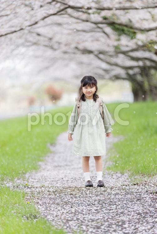 桜の下でランドセルを背負う女の子 桜,人物,女性の写真素材