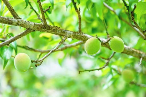日々成長する青い梅 梅,樹木,植物の写真素材
