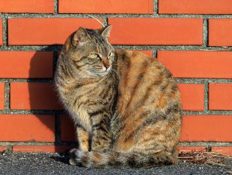 海の公園に住むキジトラ猫です。 海の公園に住むキジトラ猫です。の写真
