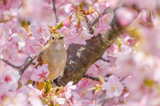 桜とジョウビタキ ジョウビタキ,鳥,野鳥の写真素材