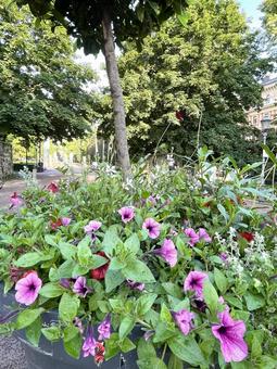 ヘルシンキの通り ヘルシンキの通り ヘルシンキ,helsinki,finlandの写真素材