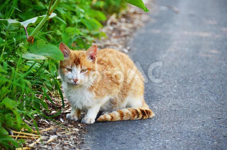 じっと見つめる猫 動物,猫,ネコの写真素材