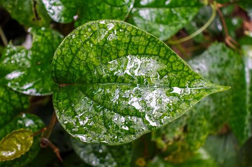 濡れた植物 濡れた植物の写真