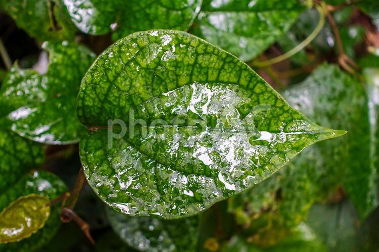 濡れた植物 葉,植物,水の写真素材