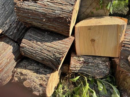 tree trunk, JPG