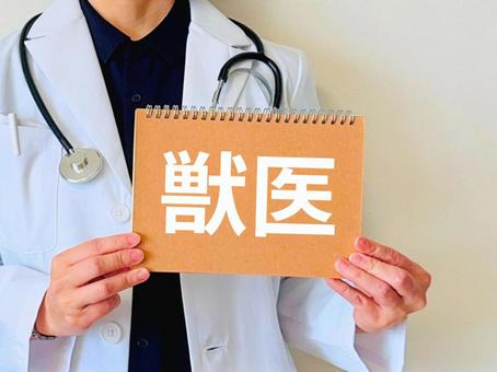 獣医師 獣医,獣医師,医師の写真素材