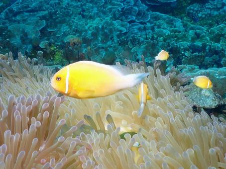 グアムのハナビラクマノミ グアムのハナビラクマノミ ハナビラクマノミ,クマノミ,グアムの写真素材