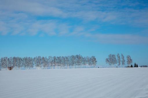 純白が際立つ冬のシラカバ 青空,雪原,白樺林の写真素材