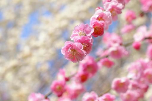 梅の花　迎春 梅,春,花の写真素材