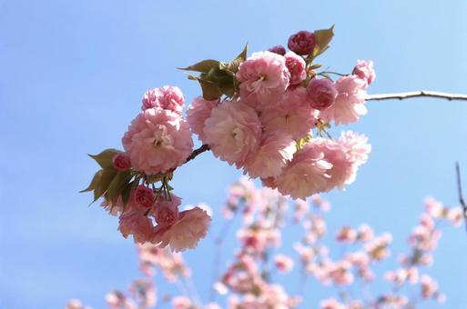 枝桜 枝桜の写真