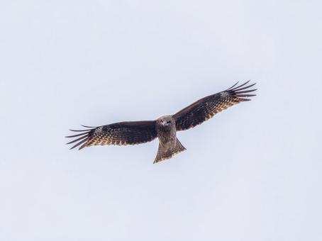 空を飛ぶトビ・トンビ 空を飛ぶトビ・トンビの写真