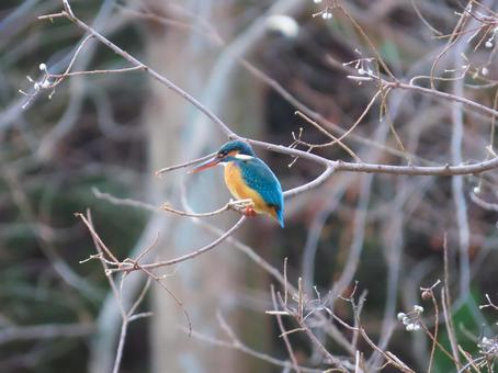 カワセミ カワセミ,可愛い,鳥の写真素材