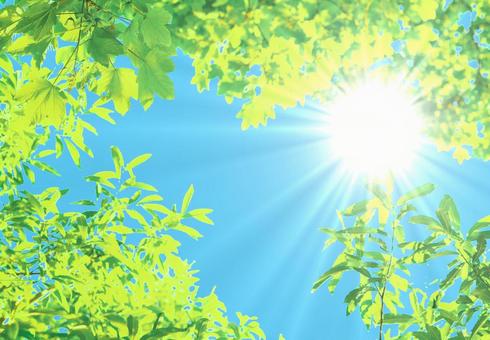 色鮮やかな緑 新緑の季節 太陽 UVケア 色鮮やかな緑 新緑の季節 太陽 UVケア 色鮮やかな緑,新緑の季節,新緑の写真素材
