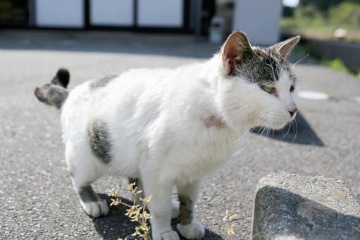 屋外の外猫 屋外の外猫の写真