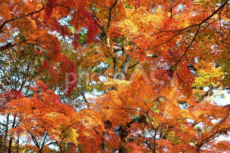 １１月中旬のさぬき市大窪寺の紅葉 背景,紅葉,もみじの写真素材