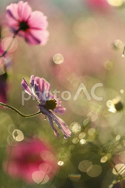 朝露と玉ボケの可憐なコスモス コスモス,秋桜,花の写真素材