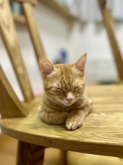 座りながら寝る子猫 座りながら寝る子猫の写真