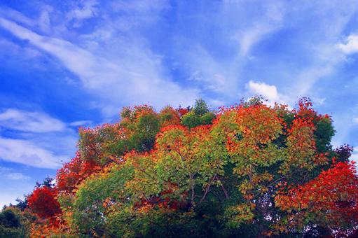青空に映えるもみじの鮮やかな紅葉 青空に映えるもみじの鮮やかな紅葉の写真