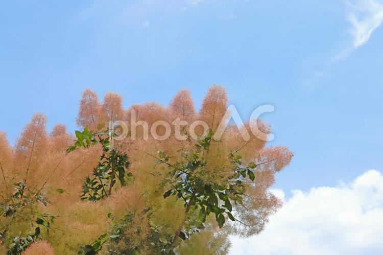 ふわふわの花を付けるケムリノキ スモークツリー,ガーデンツリー,ピンクの写真素材