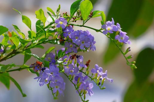 7月下旬の陽を浴びるのデュランタの花 7月下旬の陽を浴びるのデュランタの花 デュランタ,花,青の写真素材