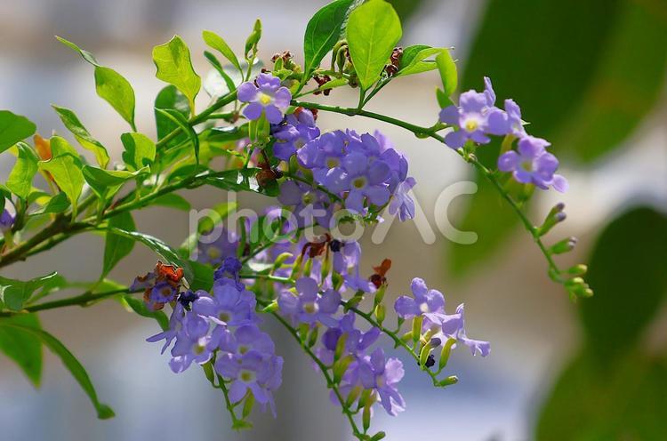 ７月下旬の陽を浴びるのデュランタの花 デュランタ,花,青の写真素材