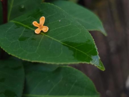 金木犀：一枚の葉の上（左上） キンモクセイ,巌桂,桂花の写真素材