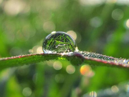 水滴と緑の葉と朝日Water dropsの写真