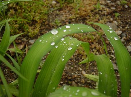 水滴のついた葉 水滴のついた葉の写真