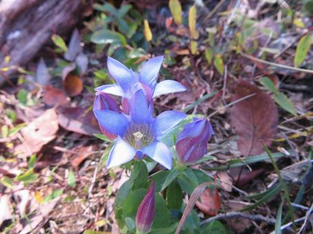 矢祭山に咲いていたリンドウ 矢祭山に咲いていたリンドウ リンドウ,野草,植物の写真素材