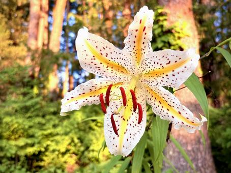 Photo, yamayuri, mountain lily, flower, 