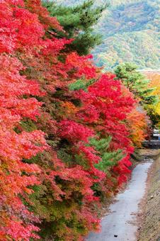 彩り豊かな紅葉が見られる奥の細道 紅葉,もみじ回廊,奥の細道の写真素材
