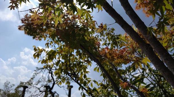 紅葉と秋の空(横) 紅葉と秋の空(横)の写真