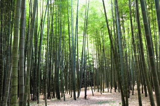 竹林 竹林 竹,春,竹林の写真素材