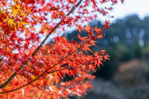 秋の青空と紅葉 紅葉,モミジ,もみじの写真素材