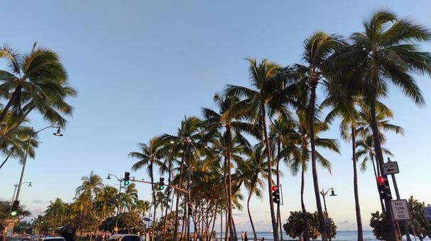 夕焼け空に並ぶワイキキのヤシの木 夕焼け空に並ぶワイキキのヤシの木 ヤシの木,ワイキキ,ハワイの写真素材