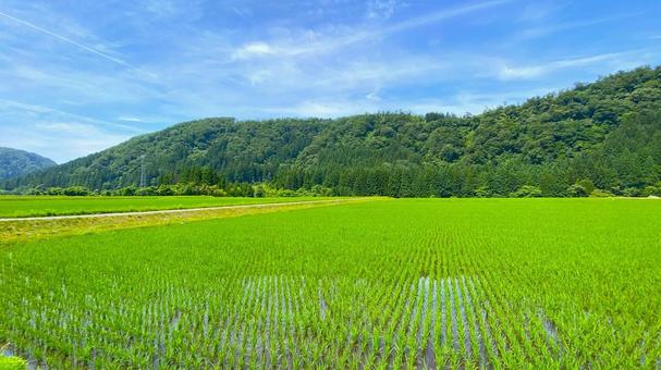 夏の田園風景(石川・白山市) 夏の田園風景(石川・白山市) 田舎,田んぼ,田園の写真素材