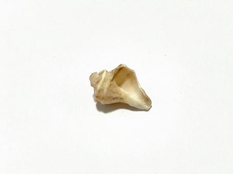 薄茶色の巻き貝の抜け殻 薄茶色の巻き貝の抜け殻 貝,巻き貝,殻の写真素材