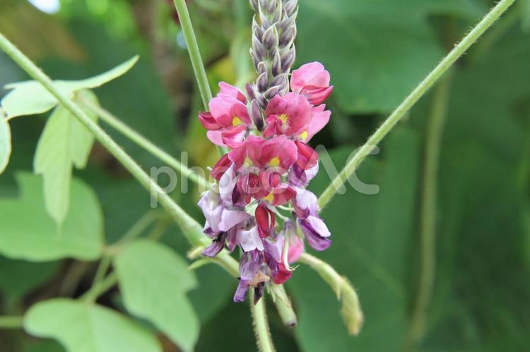 クズ・葛 クズ・葛,マクロ,草花の写真素材