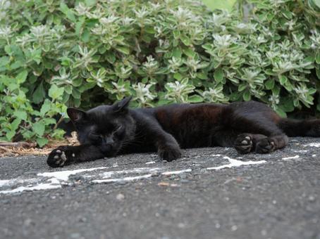海辺でのんびり過ごす野良猫 海辺でのんびり過ごす野良猫の写真