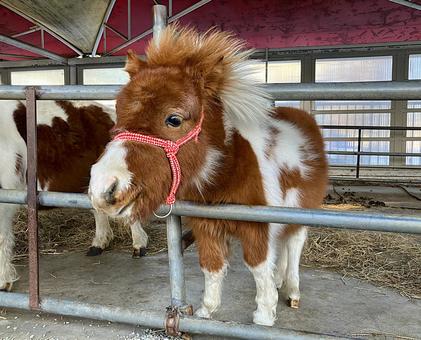 ミニチュアホース ミニチュアホース 馬,かわいい,こども動物園の写真素材