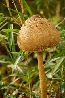 茂みからあらわれた大きなキノコ キノコ,きのこ,茸の写真素材