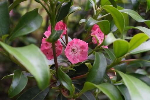 カルミア(アメリカシャクナゲ) カルミア(アメリカシャクナゲ) カルミア,アメリカシャクナゲ,春の花の写真素材