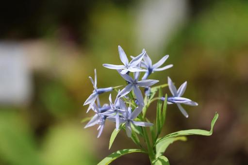 水色の花びらのチョウジソウの花のアップ 水色の花びらのチョウジソウの花のアップ 水色,花びら,チョウジソウの写真素材