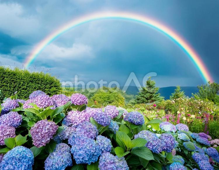 雨上がりの虹のかかった空と紫陽花 紫陽花,６月,空の写真素材