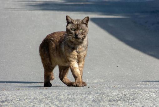 猫 猫 猫,生き物,動物の写真素材